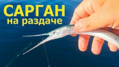 Сарган на пилькер: убойная проводка, приманка, оснастка