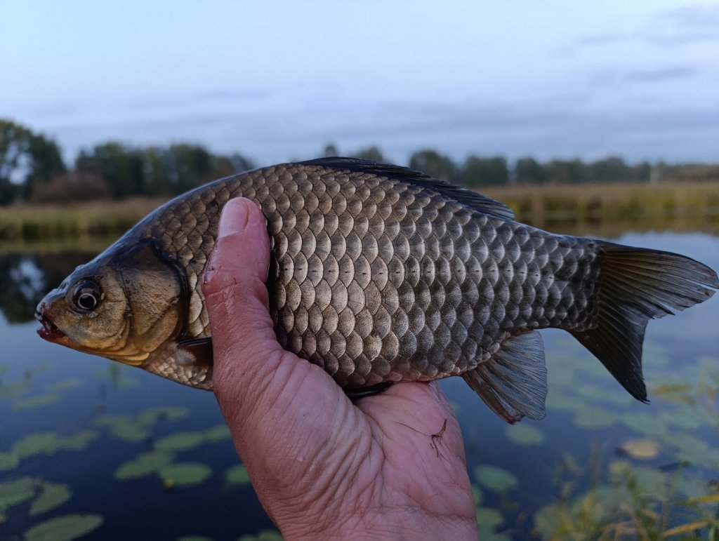 Криводановский...