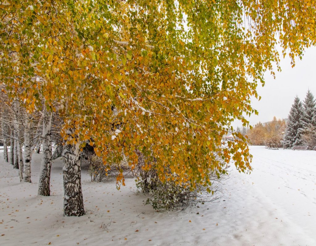Первый снег