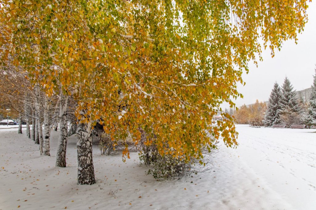 Первый снег