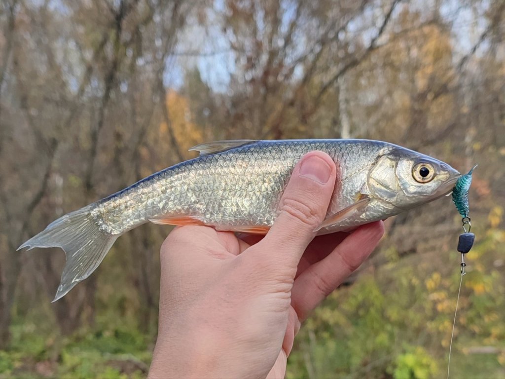 "Селёдка"