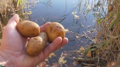 Реакция рыбы на кортофель осенью! Подводная съемка