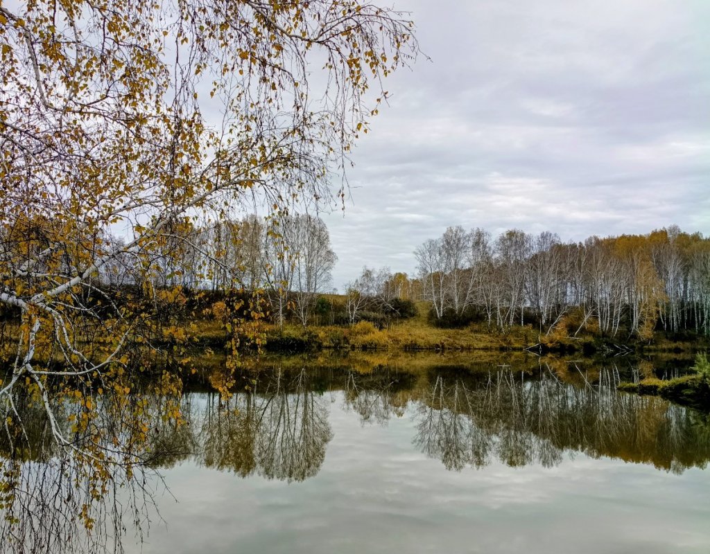 Деревья в воде