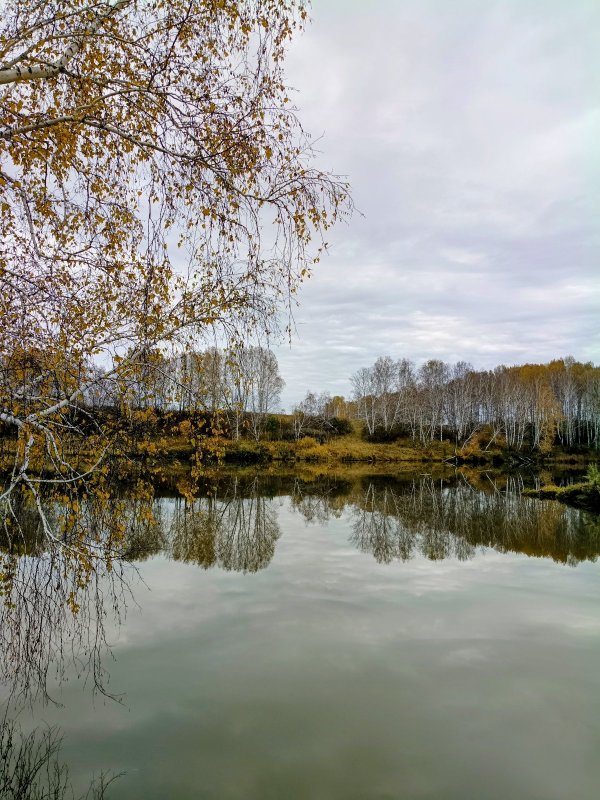 Деревья в воде