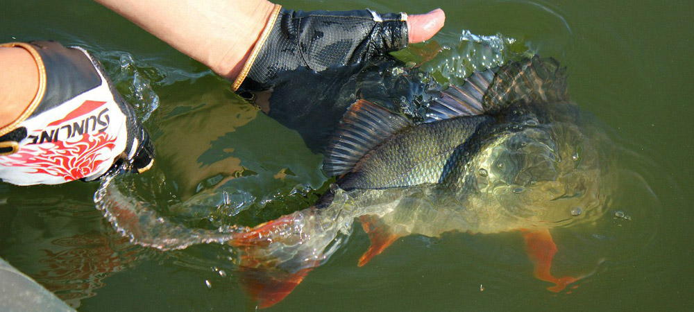 Рыбак отпустил окуня Окунь