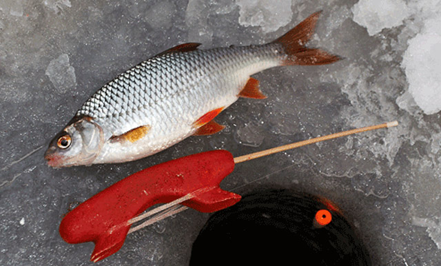 Ловля чебака в декабре - читайте на Сatcher.fish
