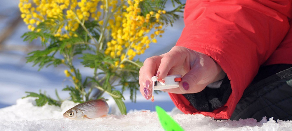 Ветка мимозы