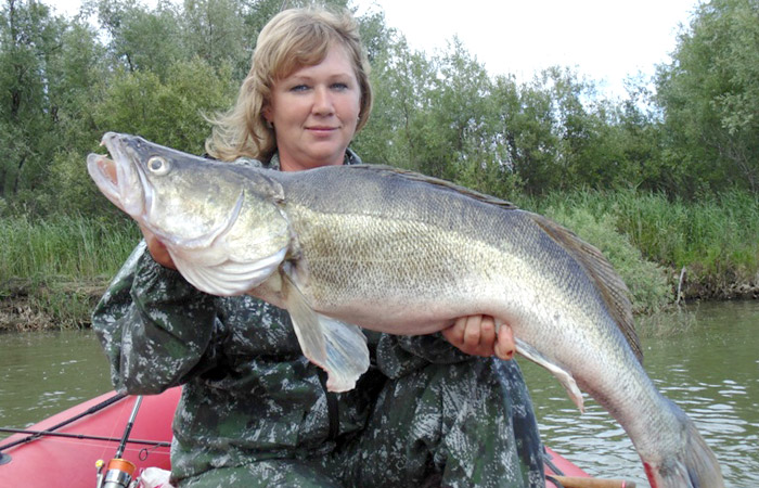 Поймала трофейного судака