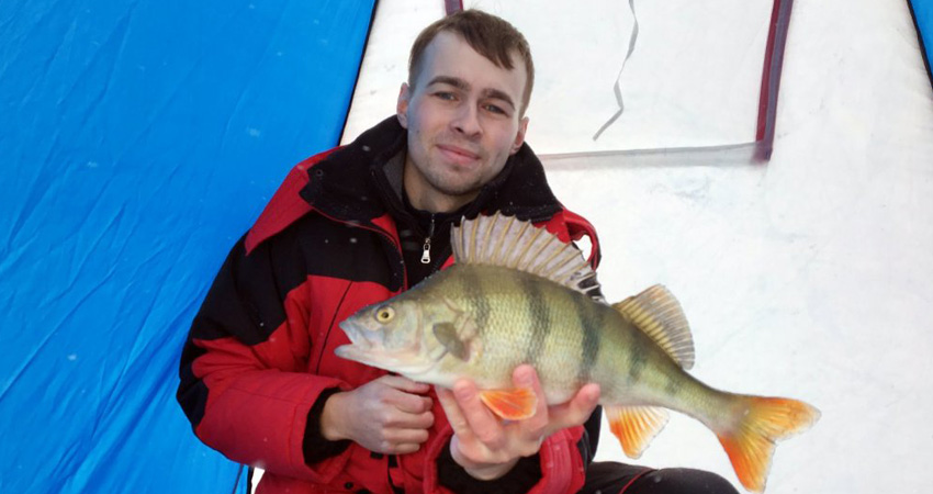 Рыбак поймал фантастического окуня на мормышку Огромный окунь на мормышку