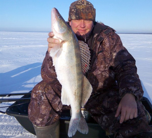 Поймал в Новосибирске огромного судака Трофейный судак