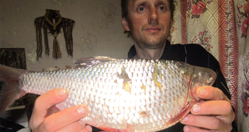 Поймал на зимней рыбалке огромную плотву Трофейная плотва