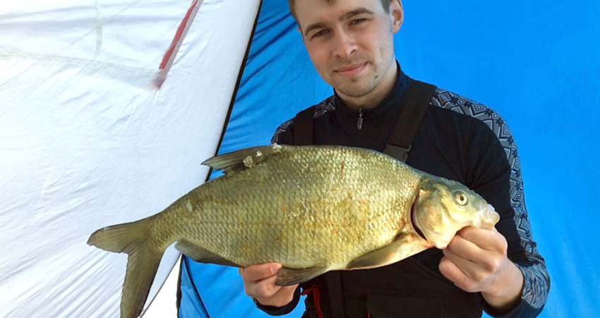 Огромный лещ, пойманный на мормышку Поймал леща на мормышку