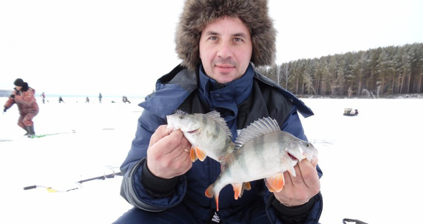 Рыбак поймал огромных окуней Поймал окуней