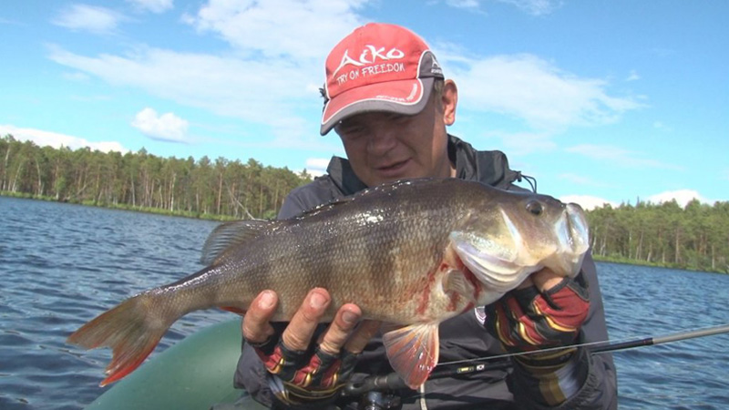 окунь матрос