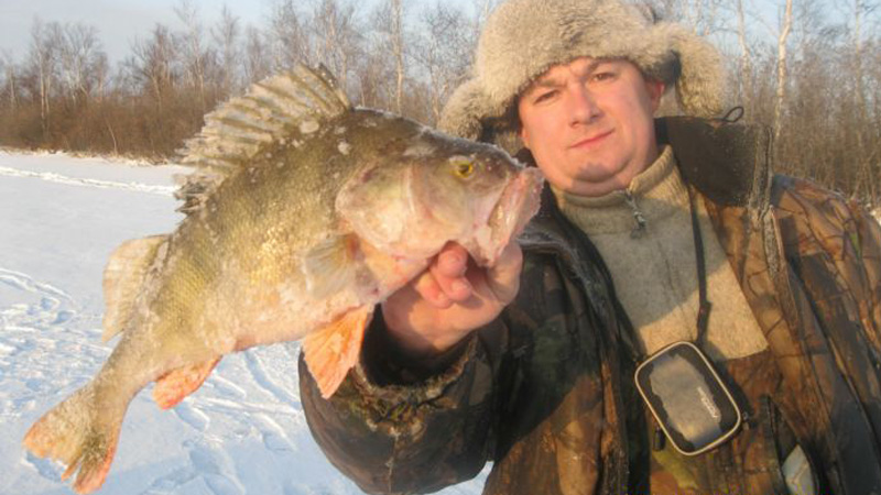 Килограммовый окунь 