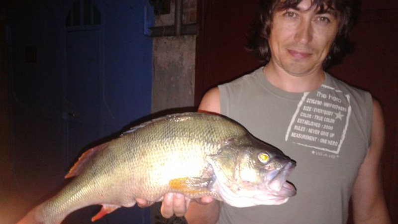 Два кило окунь