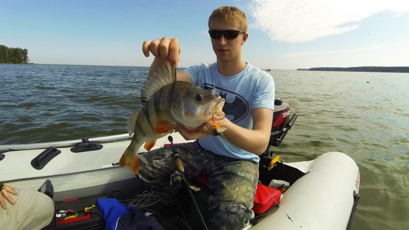 Окунь на спиннинг 