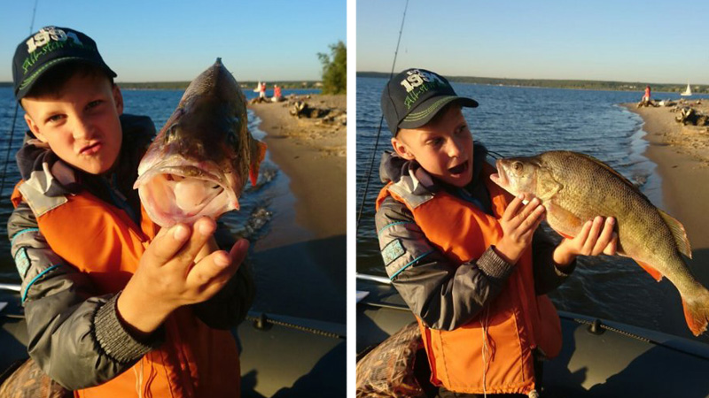 Трофейный окунь