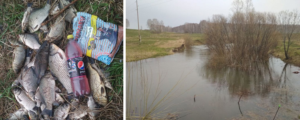 Улов: караси и карпы