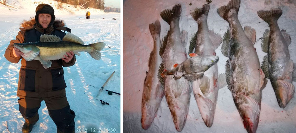 Трофейные судаки на зимней рыбалке! Вот это кабаны на зимнюю удочку