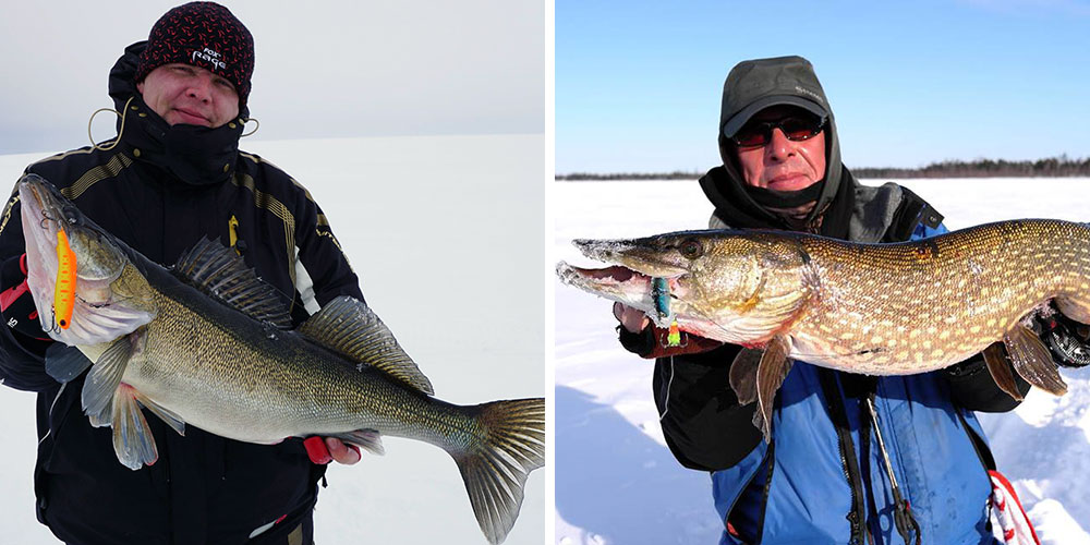 Фото улова на виб