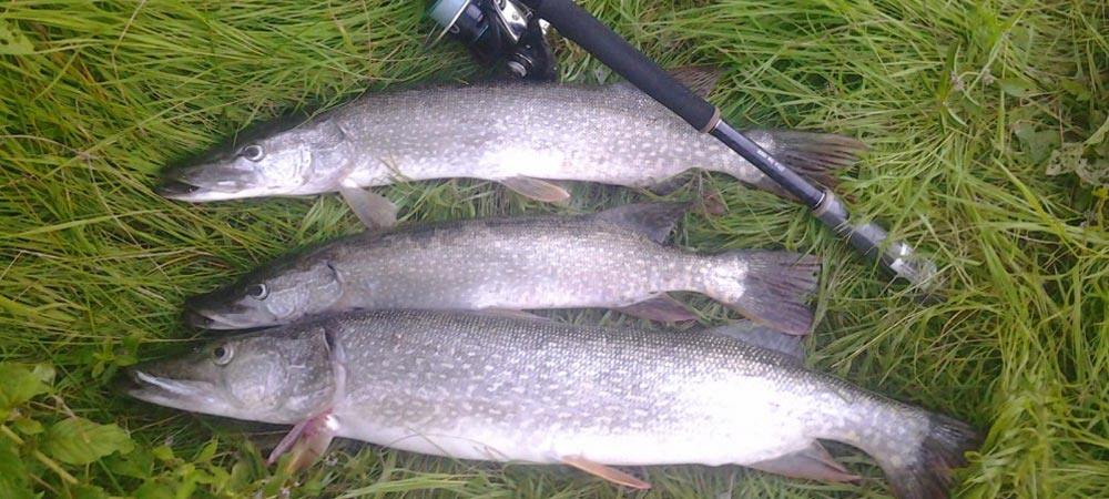 Поймал трофейных щук