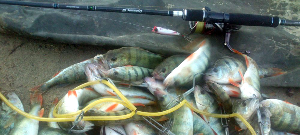 Поймал окуней