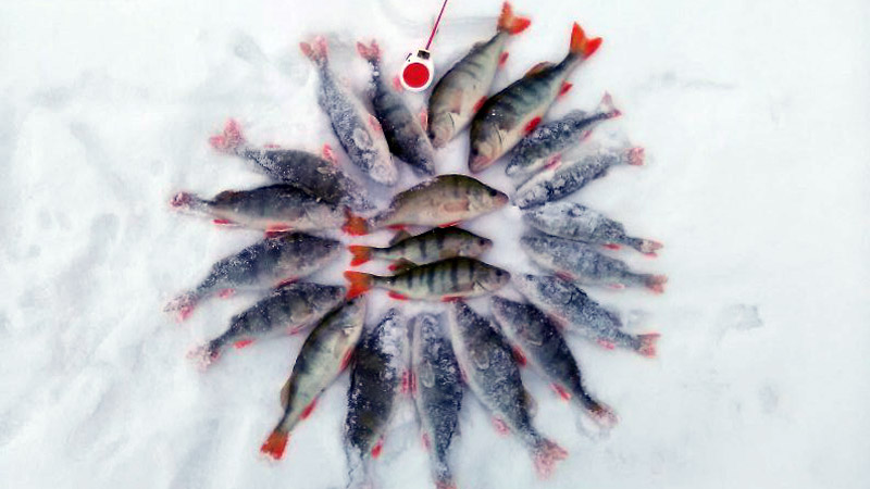 Окуни на зимней рыбалке