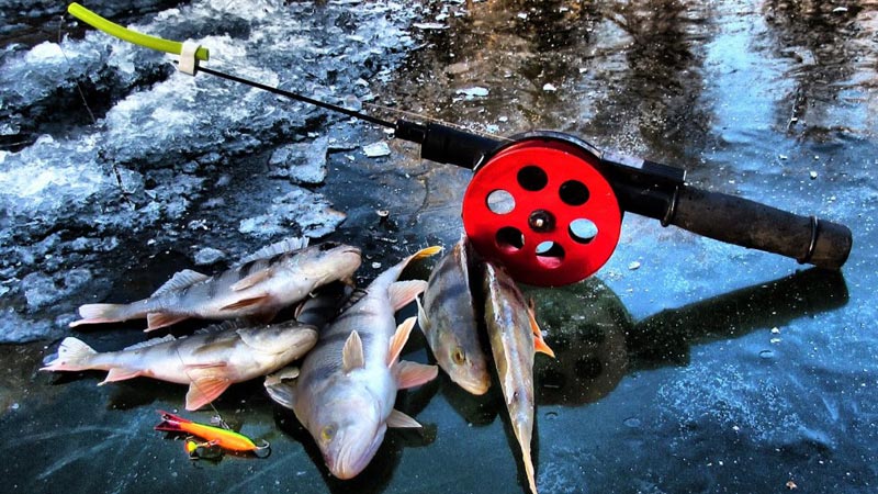 Окуни на зимней рыбалке 