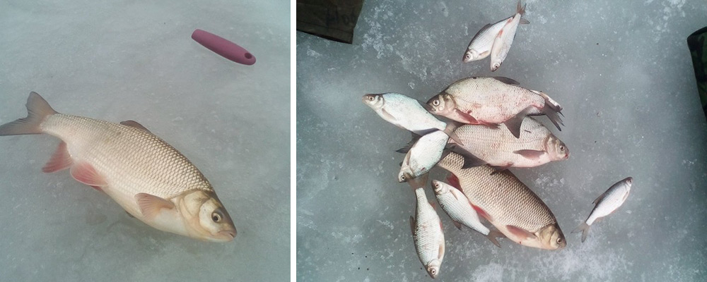 Язи с плотвой