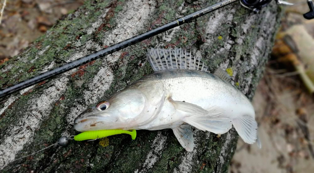 Майский судак