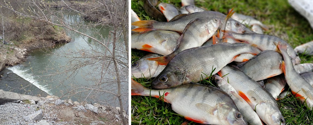 Река Шадриха