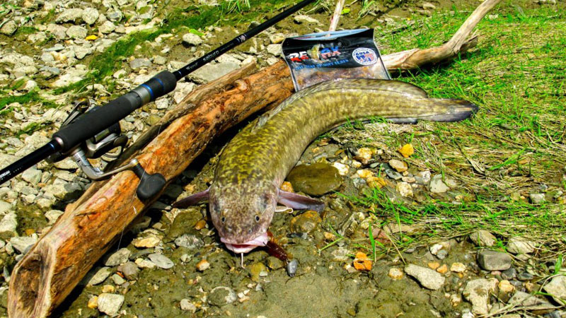 Налим на спиннинг 