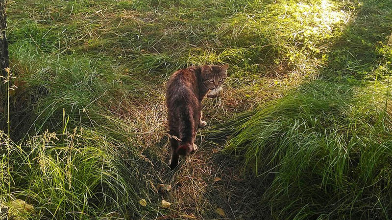 кот на рыбалке