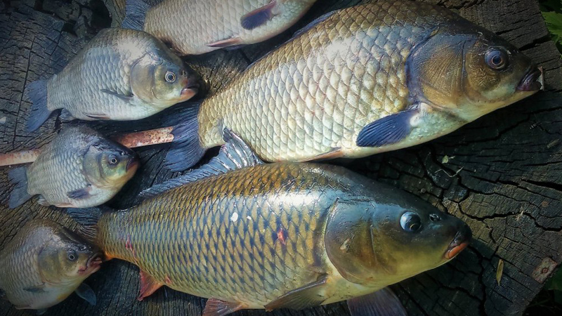 Огромные караси