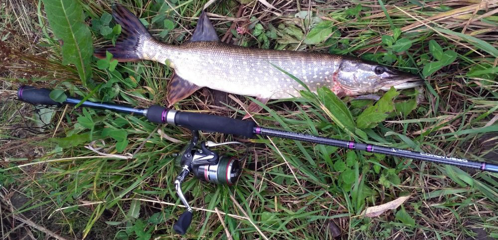 Поймал щуку на спиннинг щука на спиннинг