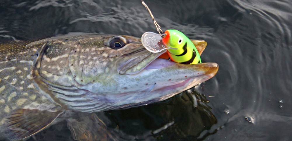 Поймал огромную щуку на поппер щука на поппер