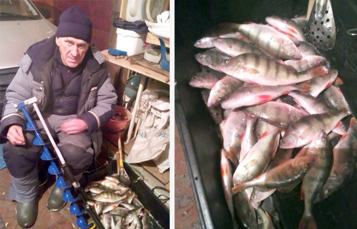 окуни зимой