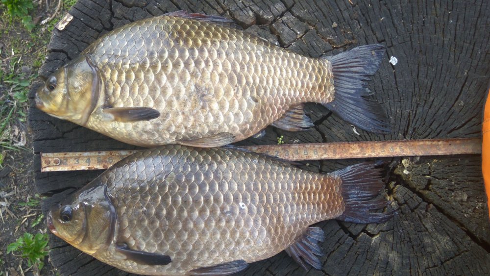 Карась на фидер