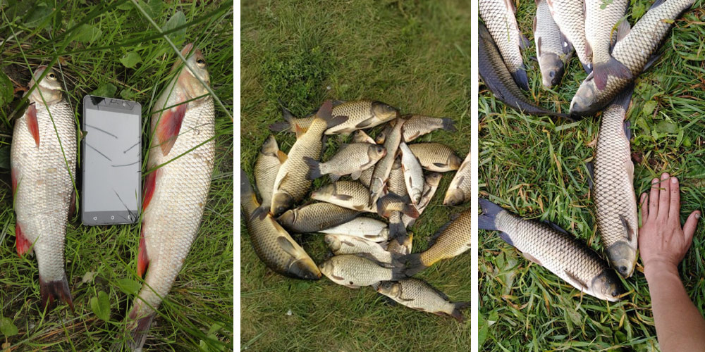 Мирная рыба