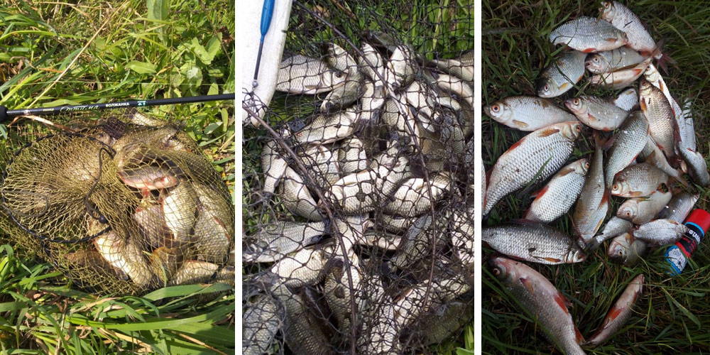 Карась и плотва