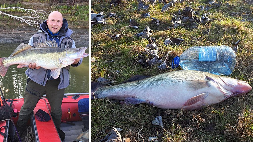 Судак на 9 кг