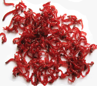 Свежий мотыль в магазине Хищник