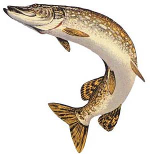 Битва на Глухом, кубок Fishingsib