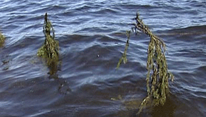 искусственное нерестилище