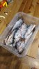 IMG-20200517-WA0048.jpeg