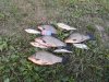 IMG_20200821_204537.jpg