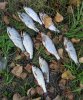 IMG_20200913_160401.jpg