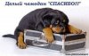 спасибо 3jpg.jpg