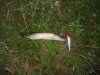 DSC00053.jpg